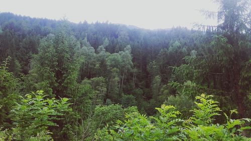 Plants and trees in forest