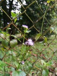 Close-up of purple flower blooming outdoors