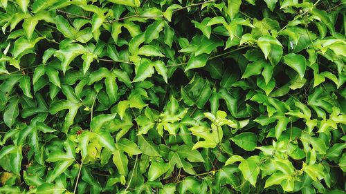 Passion fruit plants, close-up view