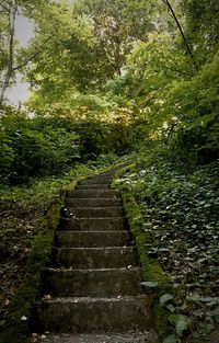 Staircase in forest