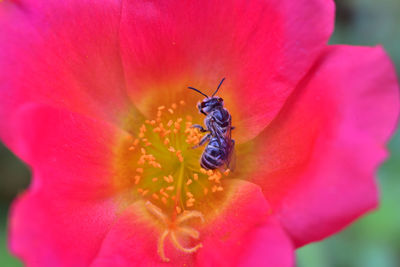 Close-up of honey bee pollinating on pink flower