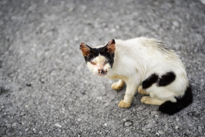 High angle view of cat on street