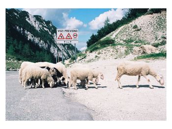 View of sheeps on road