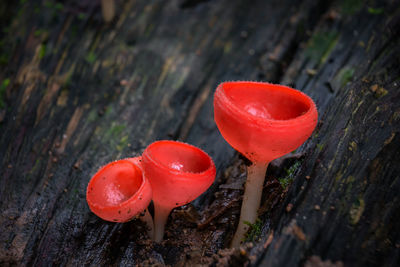 Close-up of red mushroom growing on field