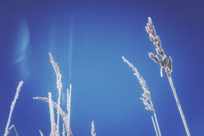 Low angle view of tree against blue sky