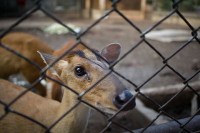 Close-up of deer in zoo