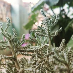 Close-up of plant