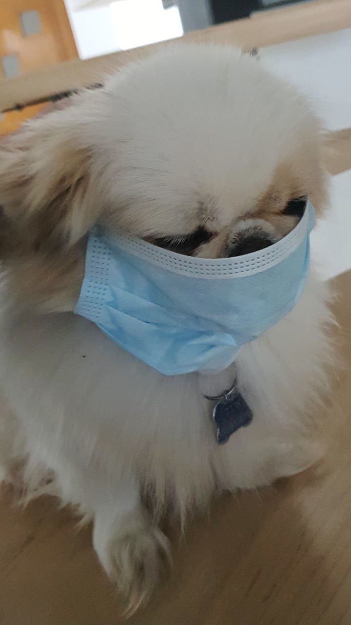 HIGH ANGLE VIEW OF A DOG DRINKING WATER FROM A CAMERA