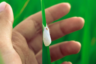 Close-up of hand holding plant