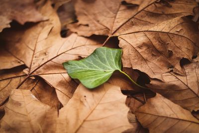 Close-up of maple leaf