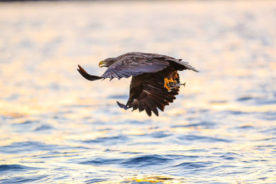 Eagle holding dead fish while flying over lake