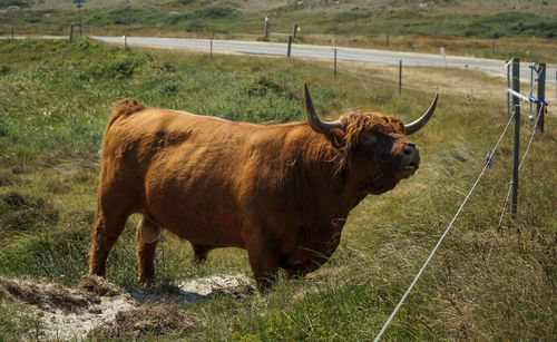 Cow standing in a field