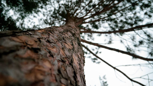 Low angle view of tree against sky