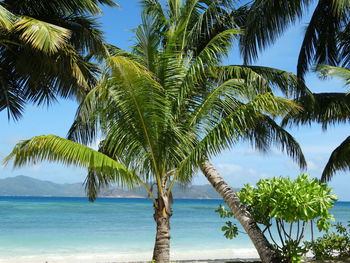 Palm trees on beach against blue sky
