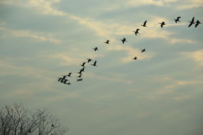 Low angle view of birds flying in sky