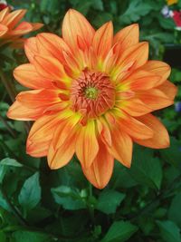 Close-up of flower blooming outdoors