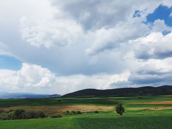 Scenic view of agricultural field against sky