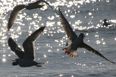 Birds flying over calm water