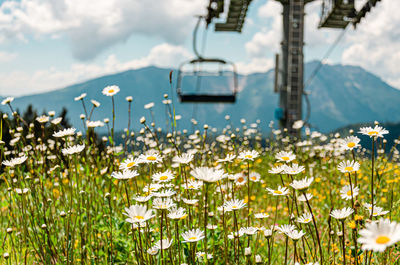 Flowers, mountains and chair lifts in trentino