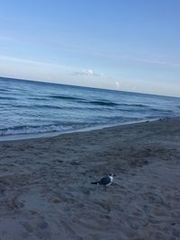 High angle view of seagull on beach