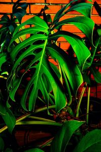 High angle view of potted plant