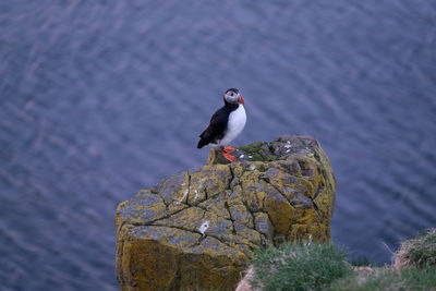 High angle view of puffin on cliff against sea