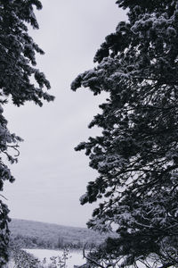 Low angle view of tree during winter against sky