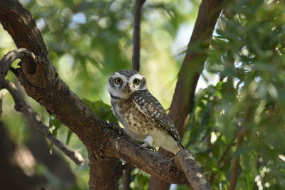 Low angle view of owl perching on tree