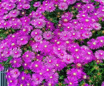 High angle view of pink flowering plant