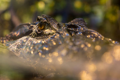 Close-up of frog on leaf