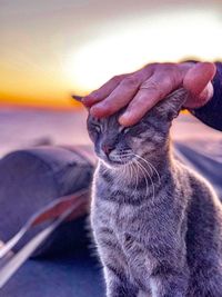 Close-up of hand holding cat