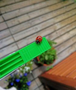 High angle view of ladybug on wood