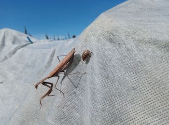 Close-up of insect on wall