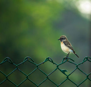 Bird perching on metal fence