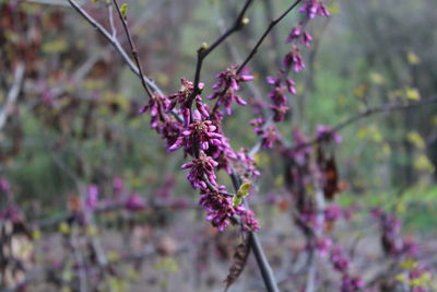 Close-up of purple flowers