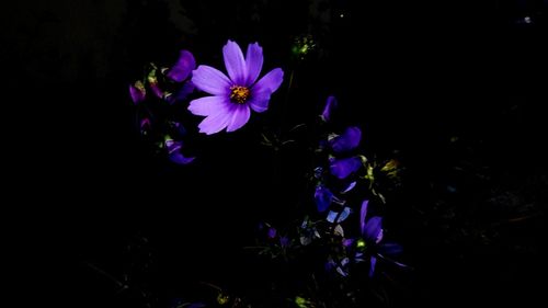 Close-up of purple flowering plant against black background