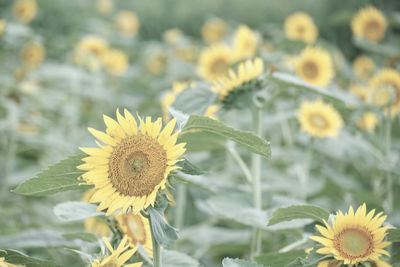 Close-up of sunflower on field