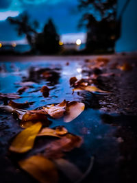 Close-up of leaves floating on lake