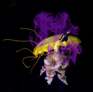 Close-up of jellyfish swimming in sea