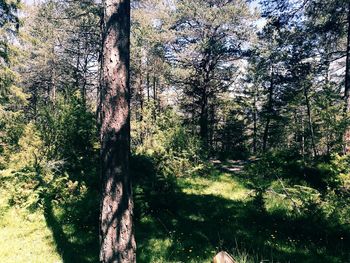 Trees in forest