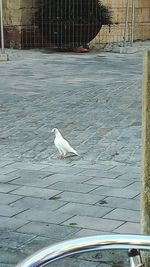 Seagull perching on water