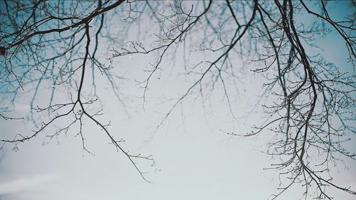 Low angle view of bare trees against sky