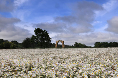 Scenic view of field against cloudy sky