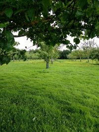 Trees on field