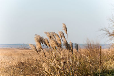 Grass in a field