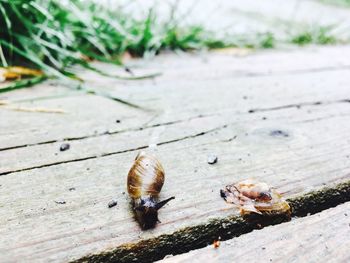 Close-up of snail on ground