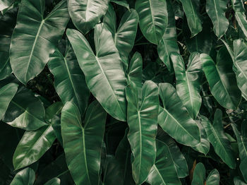 Full frame shot of leaves