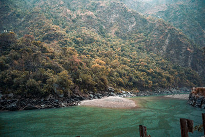 Scenic view of river in forest