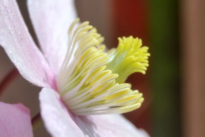 Close-up of yellow flower