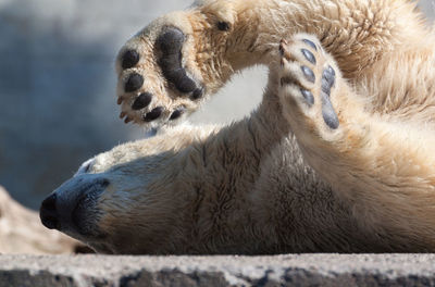 Polar bear lying on concrete at zoo